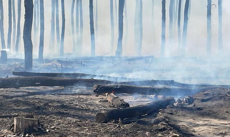 Ліси будуть горіти: промислова екологиня про пожежі, спричинені обстрілами