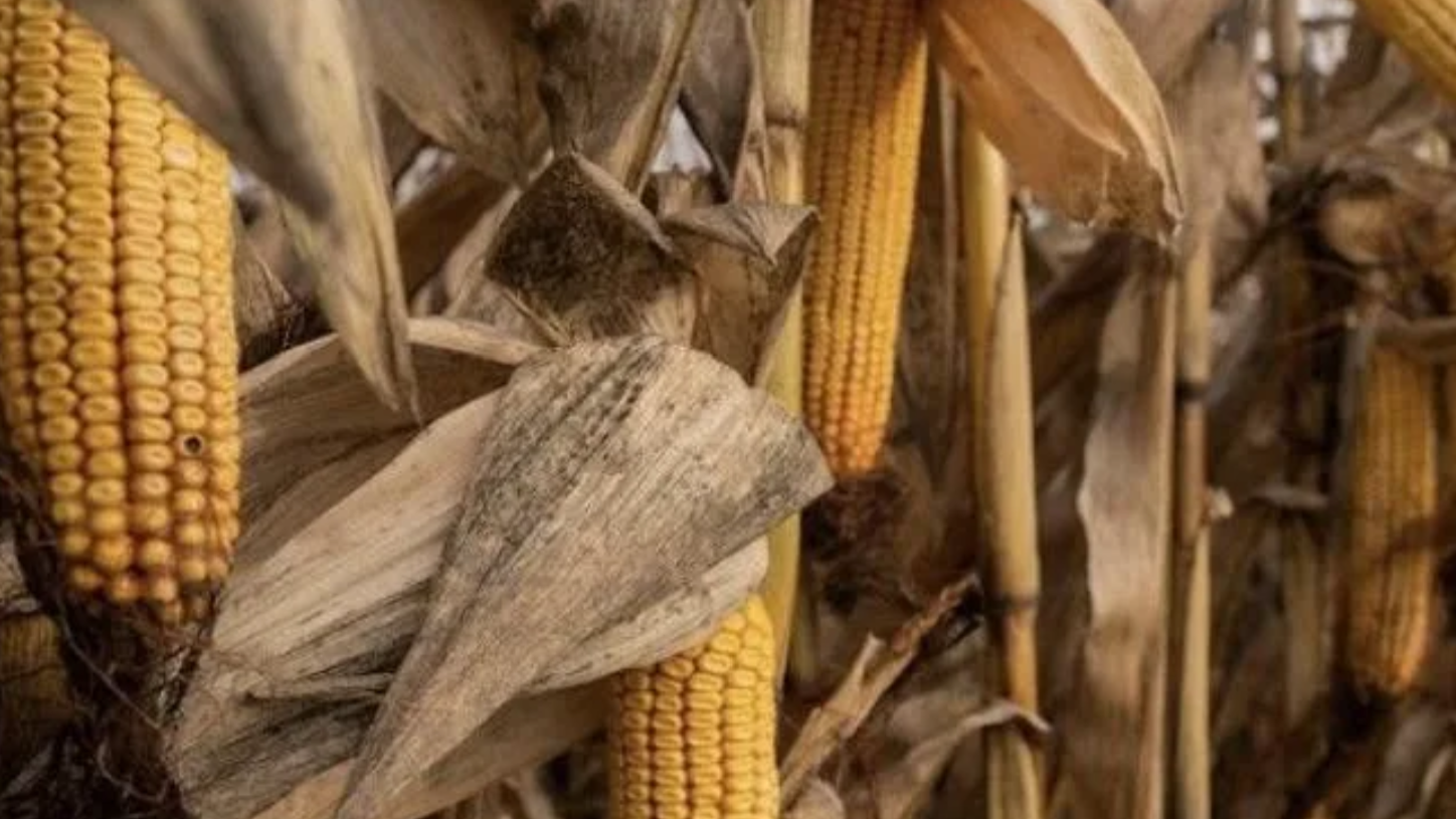 «Хлопці бачать, за що воюють» — аграрій про жнива за три кілометри від фронту