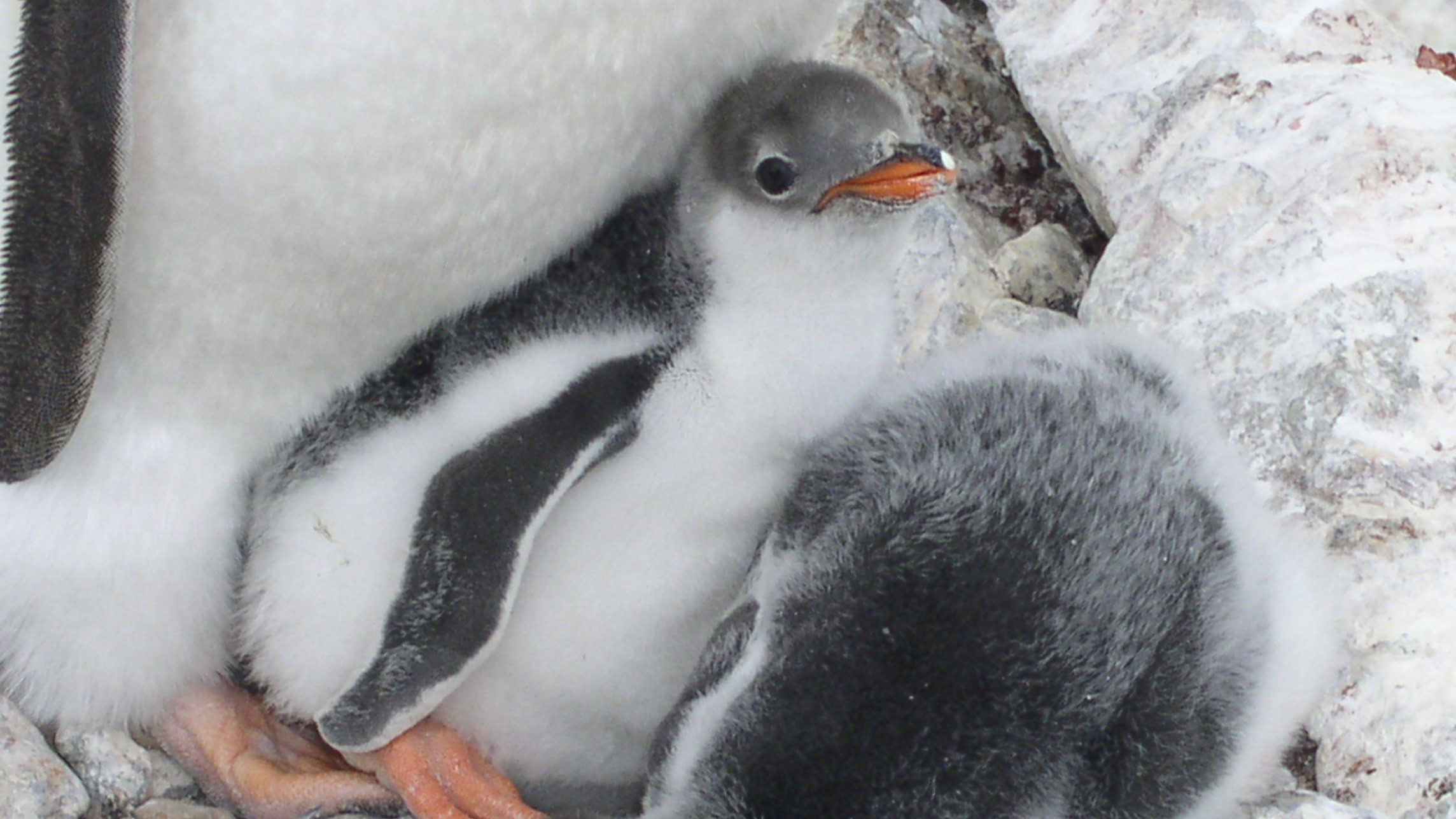Станція «Вернадський»: український хутір на південному полюсі