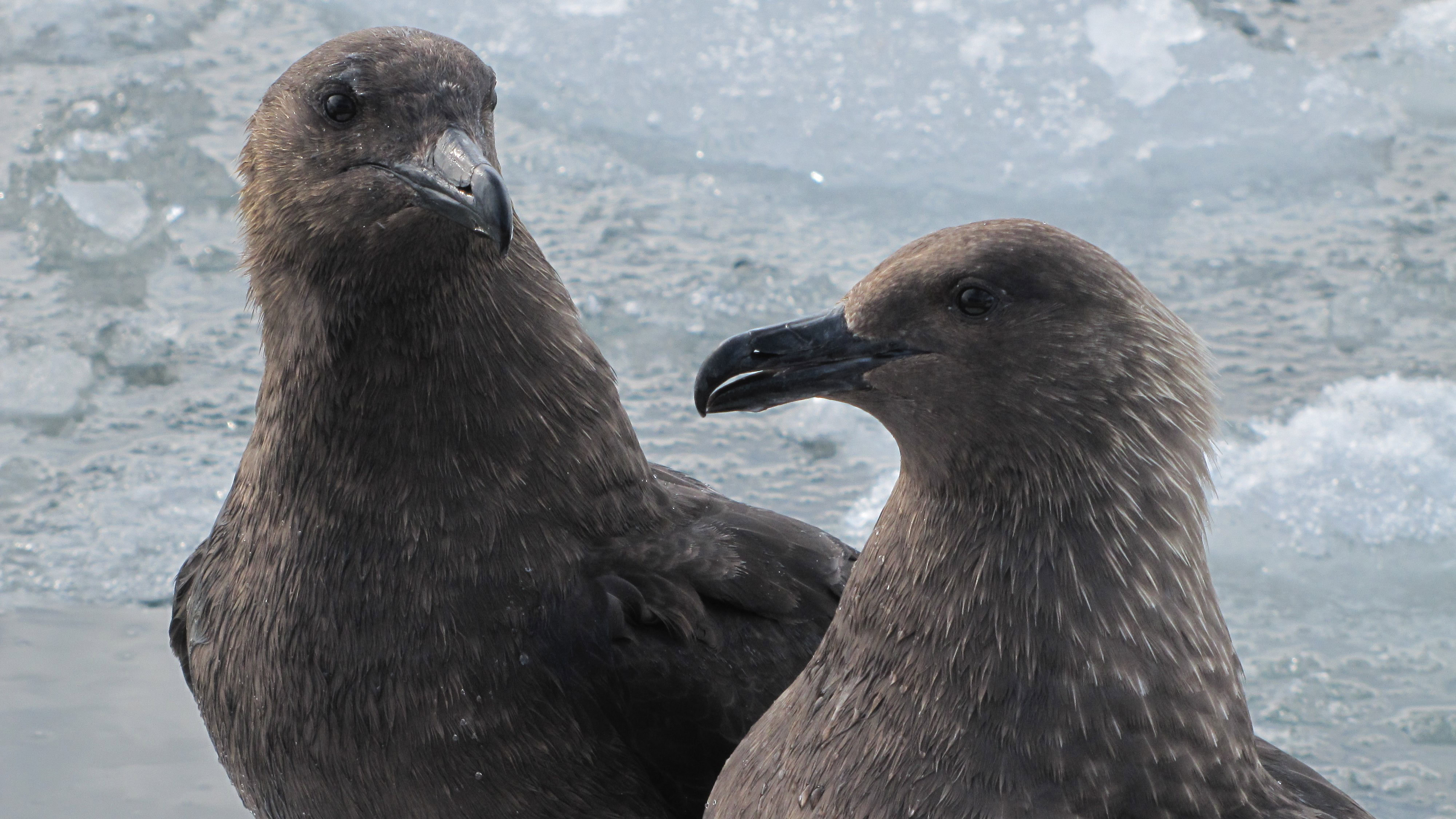 Станція «Вернадський»: український хутір на південному полюсі