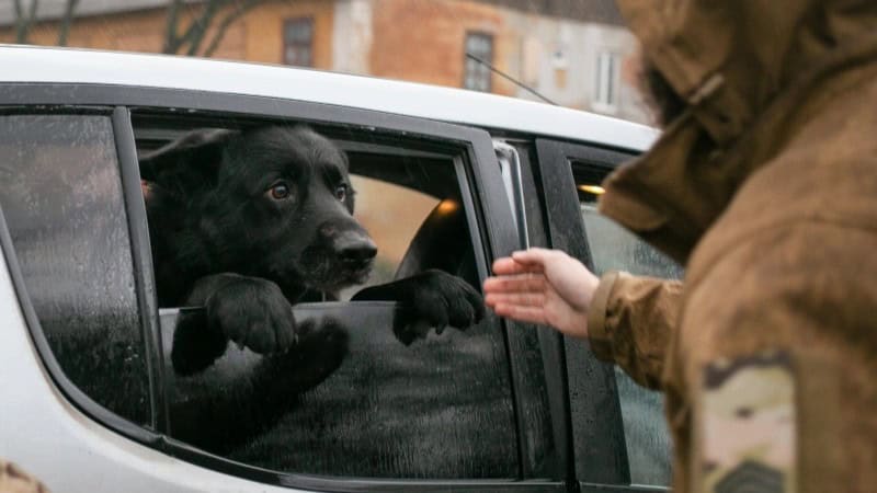 Евакуація під обстрілами: як UAnimals рятує тварин із прифронтових міст